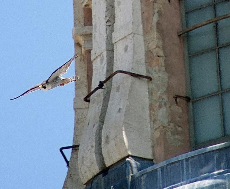 Una coppia di falchi pellegrini ha fatto il nido sulla Ghiara 