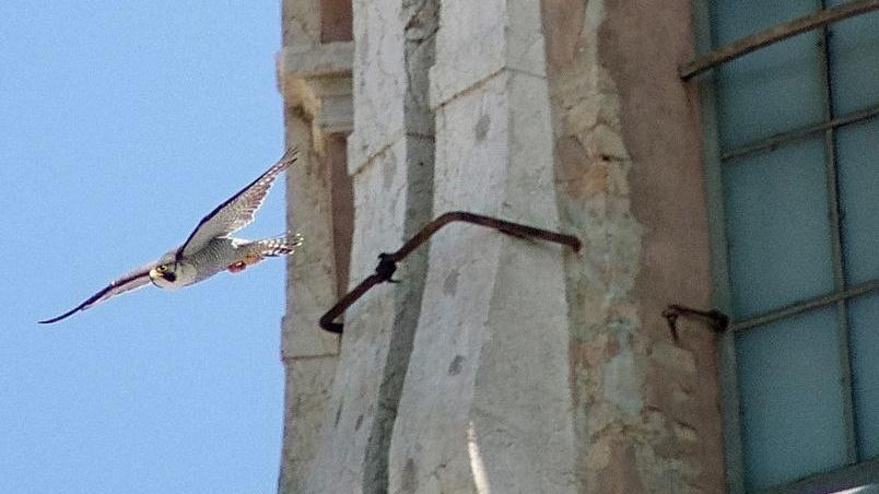 Una coppia di falchi pellegrini ha fatto il nido sulla Ghiara