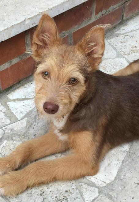 sos animali