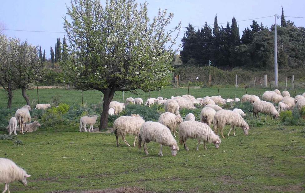 Un’ordinanza del sindaco per il passaggio del bestiame
