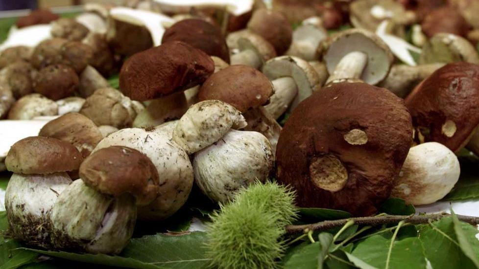 Funghi, divieto di raccolta in due giorni