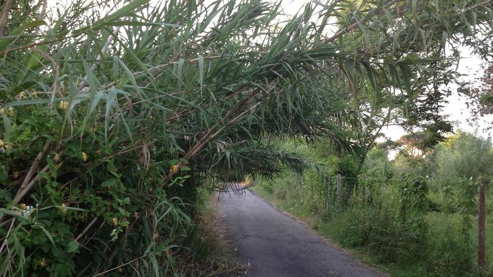 Vicino al mare strade invase dalle piante
