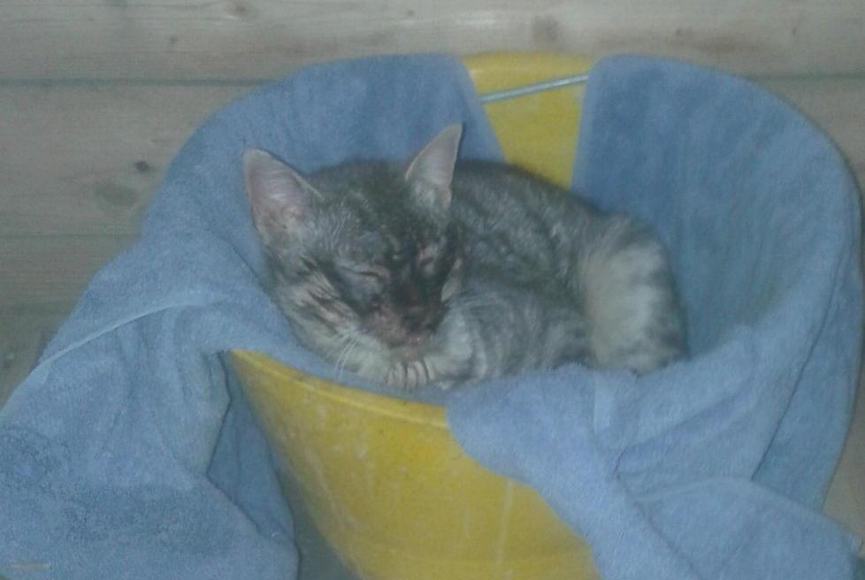Gatti avvelenati e presi a bastonate