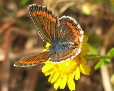 L’Arcipelago toscano, un Eldorado delle farfalle 