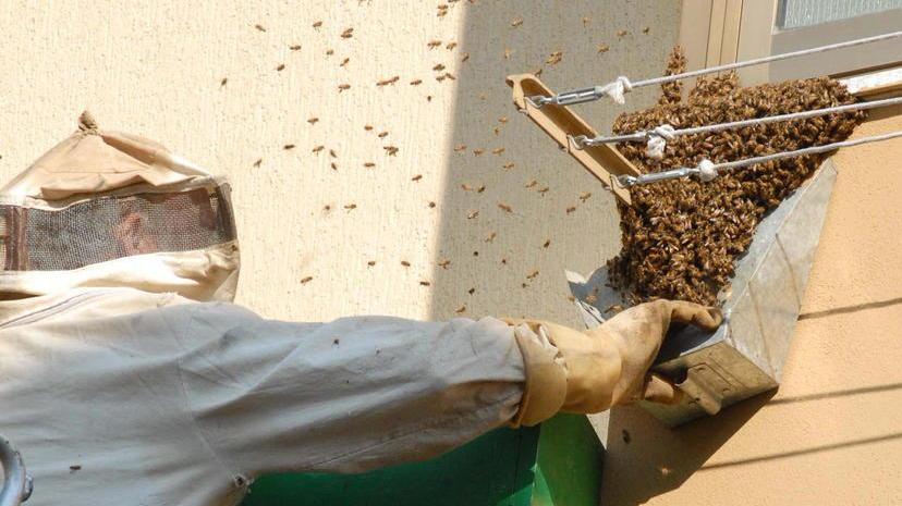 Invasione di vespe e calabroni, continua l’allerta