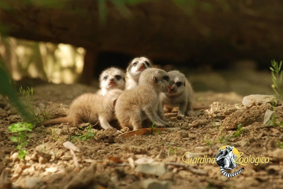 Ecco cinque piccoli suricati: lo zoo di Pistoia come un cartone Disney 