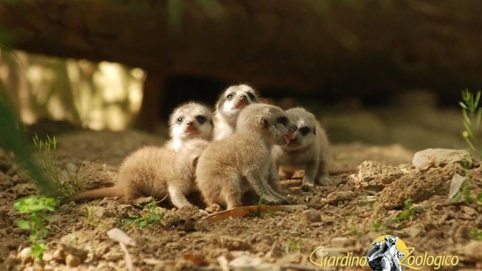 Ecco cinque piccoli suricati: lo zoo di Pistoia come un cartone Disney