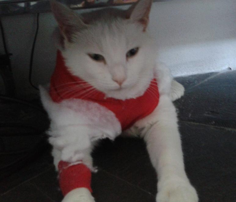 Gattino calpesta l’insalata. Preso a pallettoni: è grave 