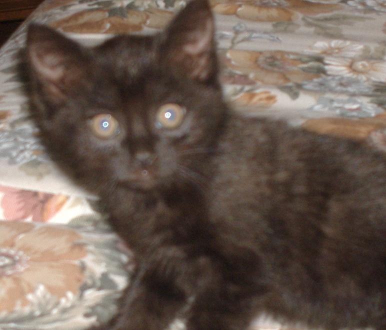 Trova un gatto, gli enti la “abbandonano”
