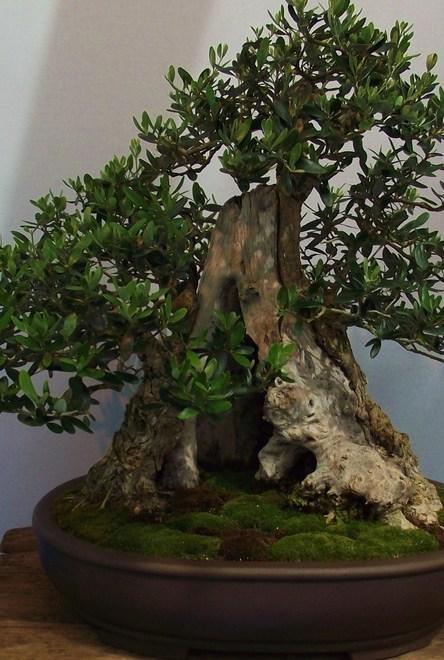 Alberi in miniatura Dall’Oriente arriva la magia del bonsai 