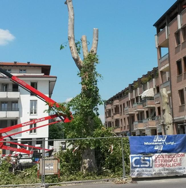«Niente analisi sui platani Non si doveva abbatterli» 