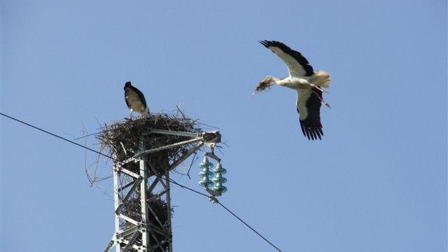 Il giorno della cicogna per osservare dal vivo i nidi