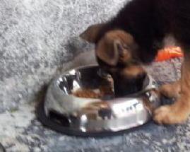 Pastasciutta al cane da guardia per poter rubare indisturbati 