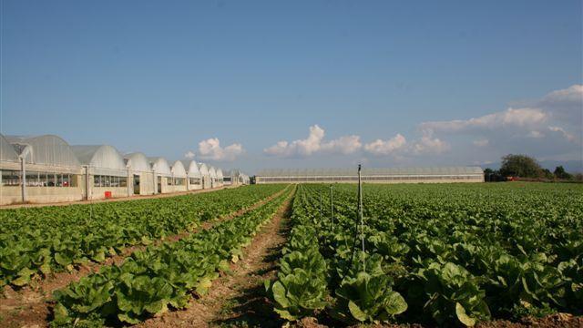 Tragedia nei campi: agricoltore 44enne muore sotto la ruspa