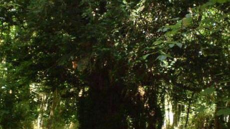 Una manifestazione canora tra i boschi di Badde Salighes