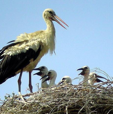 Visitatori pronti ad ammirare le cicogne del Padule