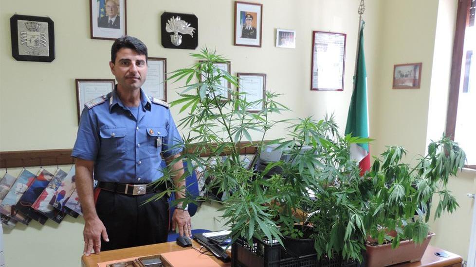 Coltivavano piante di marijuana, due arrestati 