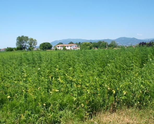 Cannabis innocua presa d’assalto in caccia dello sballo 