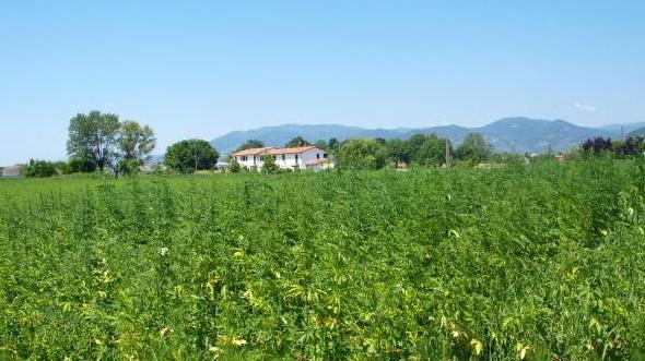Cannabis innocua presa d’assalto in caccia dello sballo