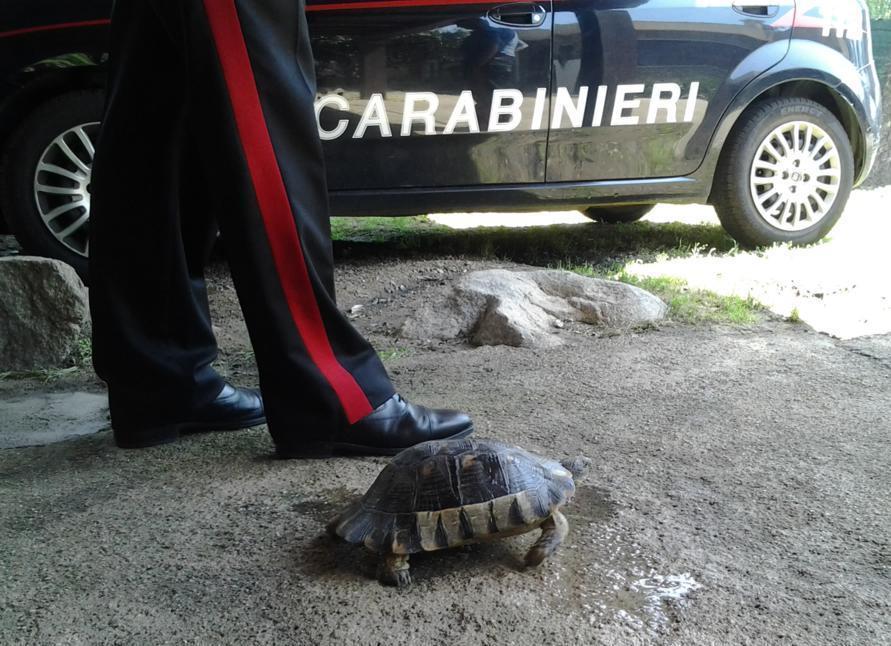Porto Rotondo, turista cattura una tartaruga come souvenir, i carabinieri la salvano 