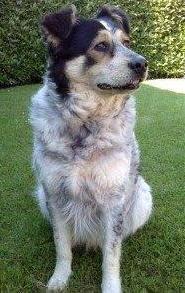 La storia di Molly, meticcia sfortunata che torna a vivere