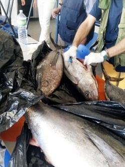 La pescata illegale in beneficenza 