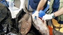 La pescata illegale in beneficenza