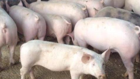 Orgosolo, peste suina la Regione istituisce la zona di protezione