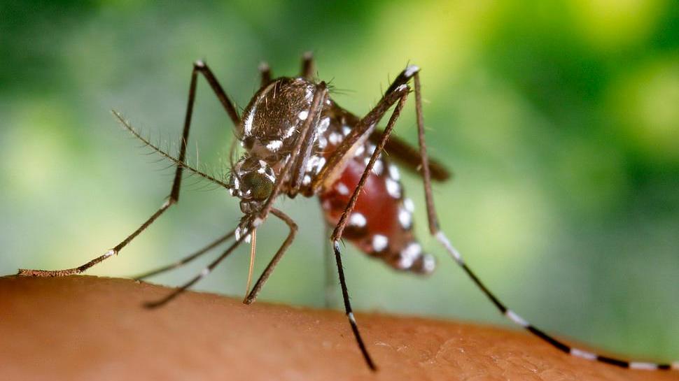 Estate: cresce allarme zanzara tigre in Sardegna, a giugno +48% 