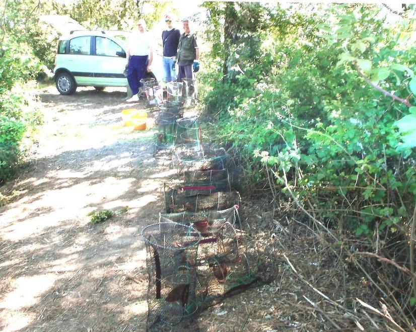 Caccia ai gamberi killer nel Padule di Fucecchio 