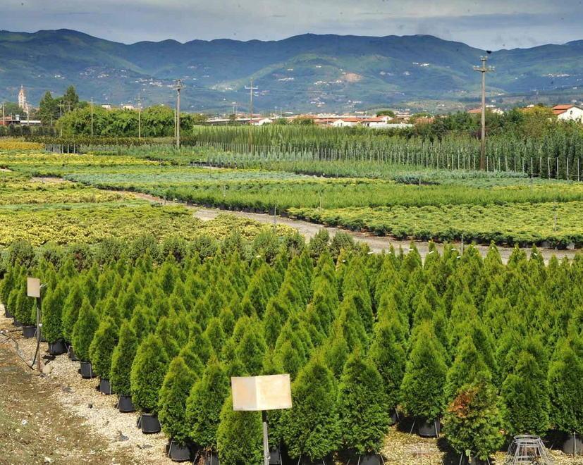 Vivaismo, delegazione turca in visita in provincia di Pistoia 