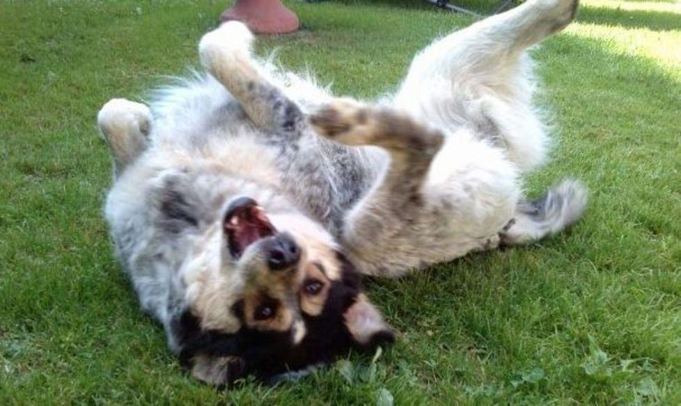 «Così ho salvato Molly da una morte atroce»