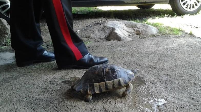 Sequestra la tartaruga, denunciato 