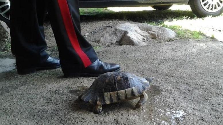 Sequestra la tartaruga, denunciato