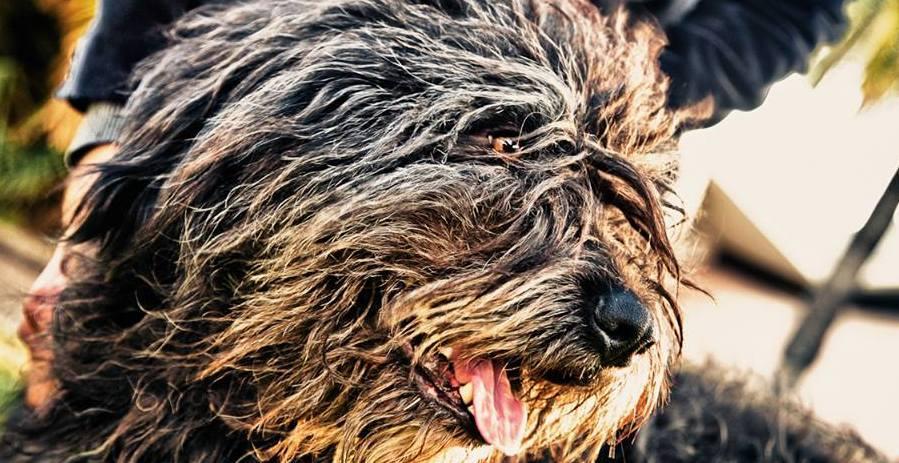 Fonni, proiettori accesi sul cane fonnese 