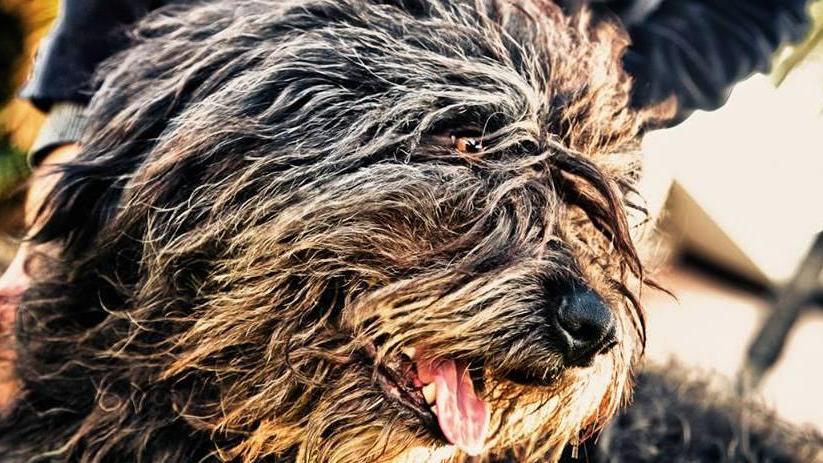 Fonni, proiettori accesi sul cane fonnese