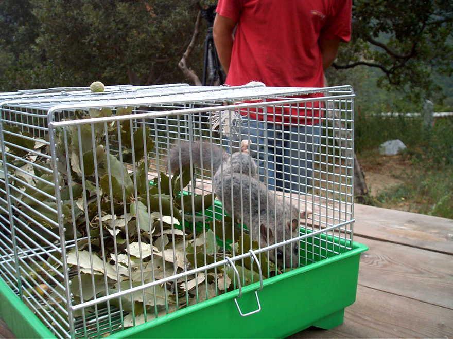 Il ghiro sardo vive ancora nei boschi del Supramonte: un video lo racconta 