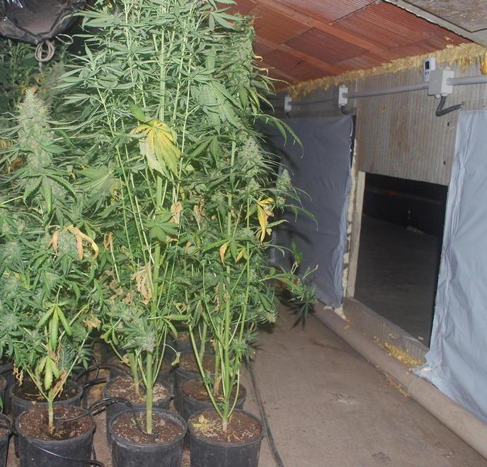 Scoperta una fabbrica di droga 400 piante di canapa in soffitta 