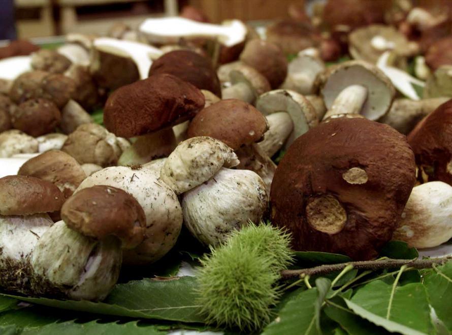 Cercatori di funghi: si teme l’orda del venerdì 