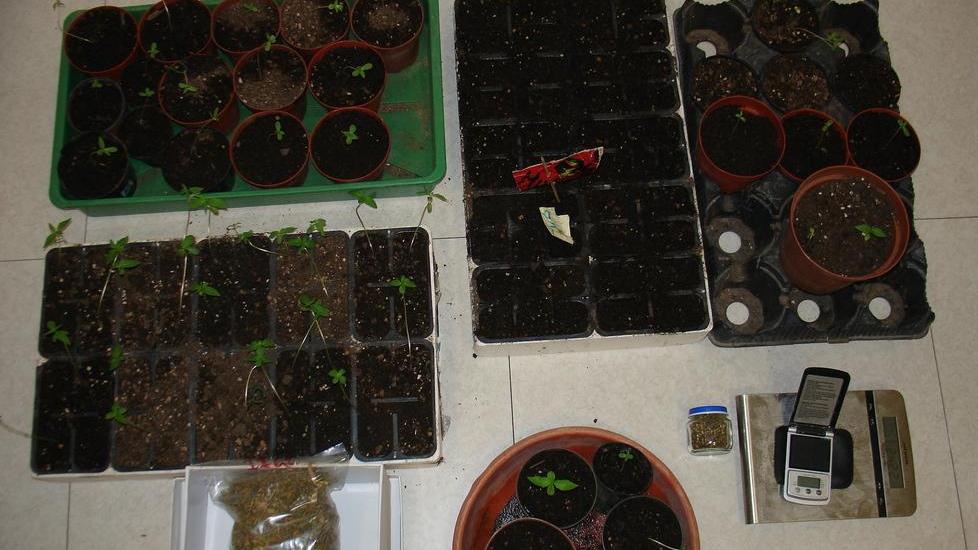 Coltiva e vende droga, arrestata famiglia