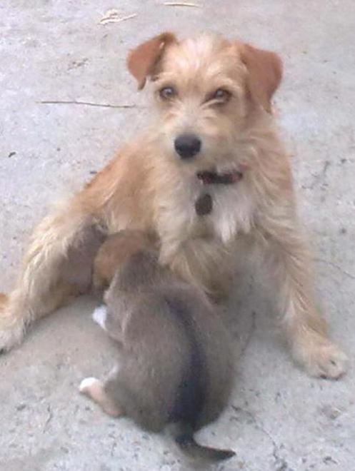 La cagnolina Lea rivede i padroni 