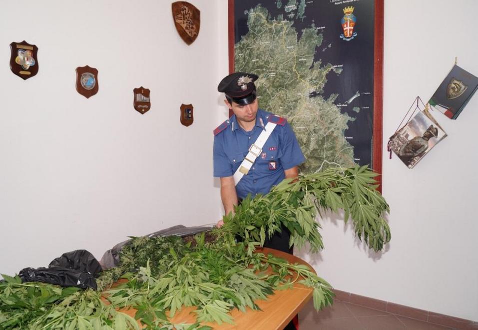 Piantagione di marijuana scoperta nelle campagne di Olbia, un arresto 
