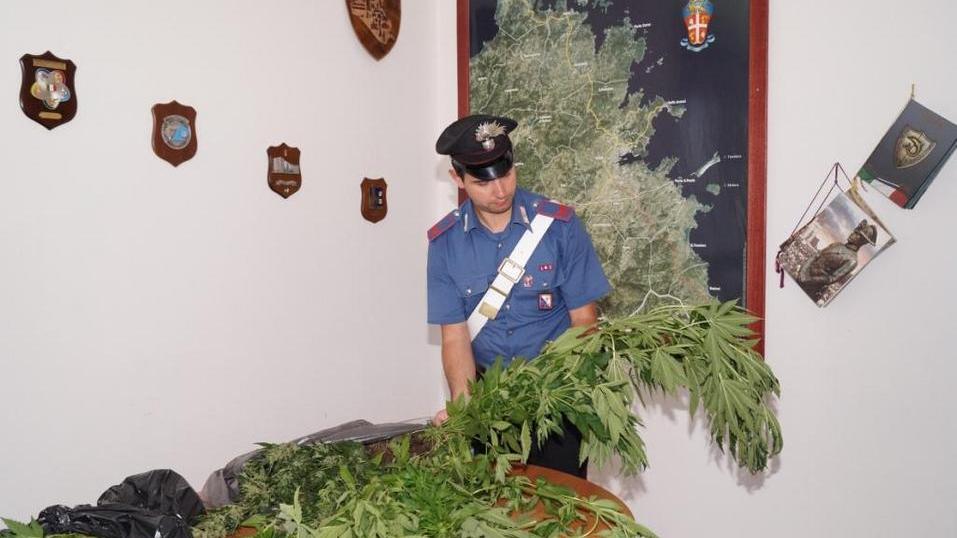 Piantagione di marijuana scoperta nelle campagne di Olbia, un arresto