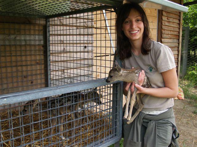 Animali: 23 cuccioli capriolo salvati da centro fauna Modena 
