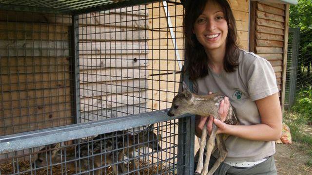 Animali: 23 cuccioli capriolo salvati da centro fauna Modena