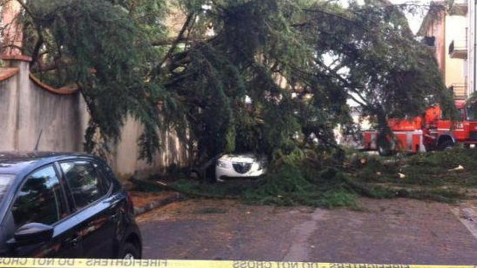 Alberi crollano sulle auto in sosta