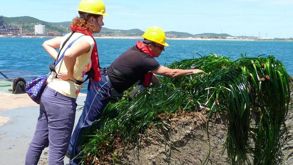 È in corso lo spostamento della posidonia dal porto