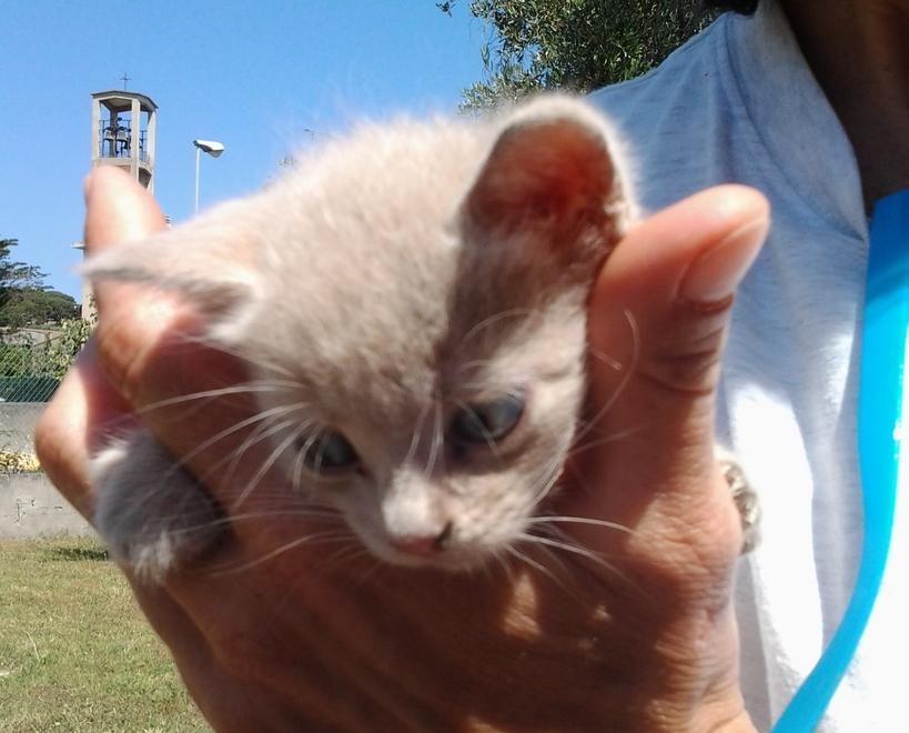 Cucciolata lasciata ai piedi del cassonetto, muoiono due gattini 