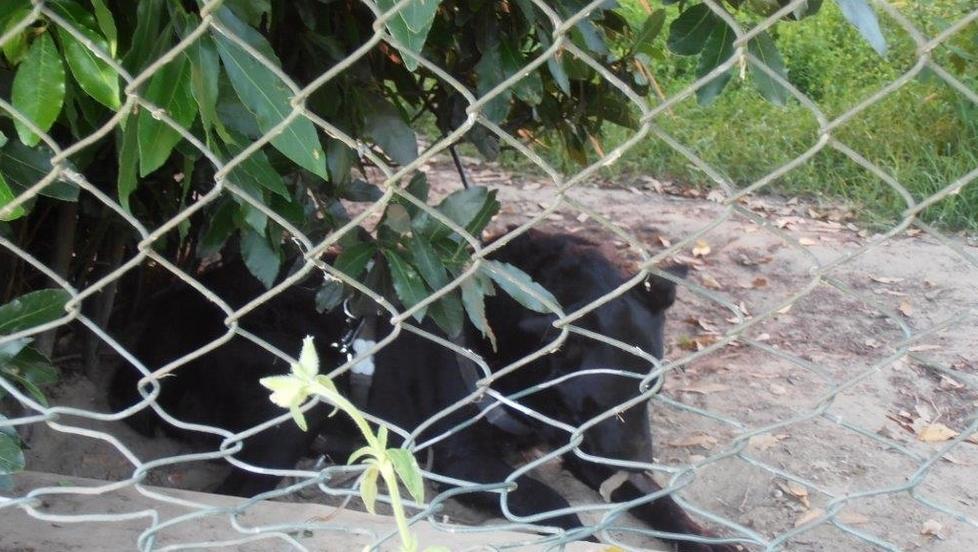 Cane maltrattato, scatta la denuncia