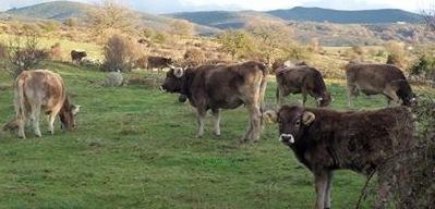 Tubercolosi bovina, mancano i vaccini Orgosolo protesta